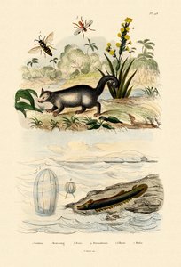 Avispa, 1833-39 de French School